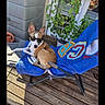 balcony, blue_towel, brown_and_white, chair, deck_chair, dog, funny, lounging, outdoor, pet, plants, portrait, potted_plant, relaxed, sitting, small_dog, sunglasses, sunlight, towel, wooden_deck