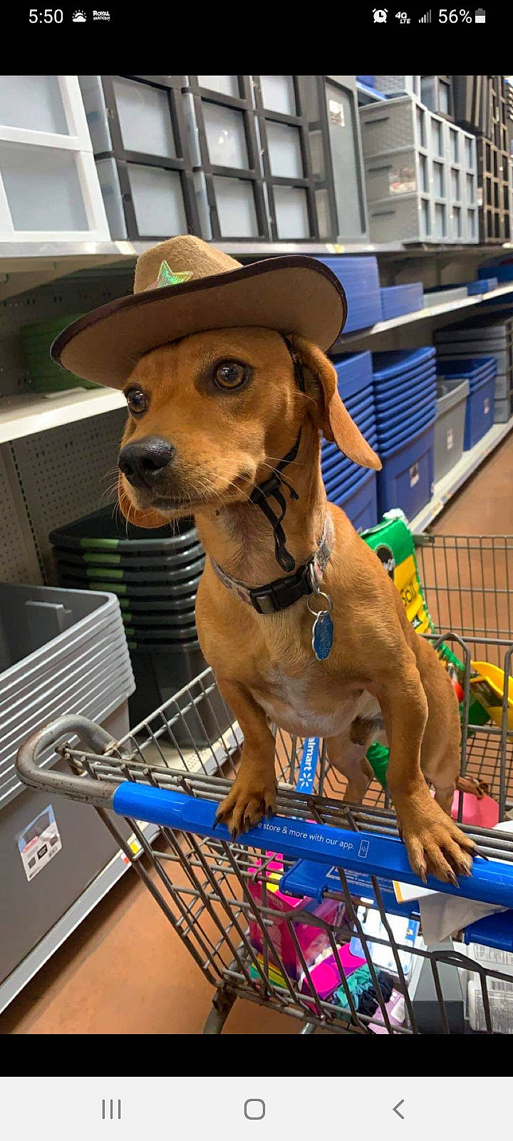 Skeeter joined the competition — help win amazing prizes! ancient_dog_breeds, canidae, carnivore, collar, companion_dog, dog, dog_breed, dog_collar, dog_supply, fawn, fur, hat, leash, liver, pet_supply, snout, sporting_group, working_animal, working_dog