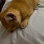 Clementine is registered to the contest to win money with this photo: animal, bedroom, cat, cozy, cute, domestic_animal, ears, feline, fur, ginger, indoor, kitten, nap, pet, pillow, resting, sleeping, soft, whiskers, young