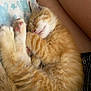 animal, blanket, cat, closeup, cozy, cute, fur, human_arm, indoor, kitten, orange_tabby, paw, peaceful, pet, resting, sleeping, snuggling, soft, tiny, turtle_pattern