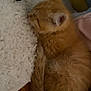 Clementine is registered to the contest to win money with this photo: animal, blanket, cat, cozy, curled_up, cute, domestic_cat, fluffy, fur, indoor, kitten, orange_cat, peaceful, pet, quiet, resting, sleeping, soft_texture, wooden_floor, young_cat