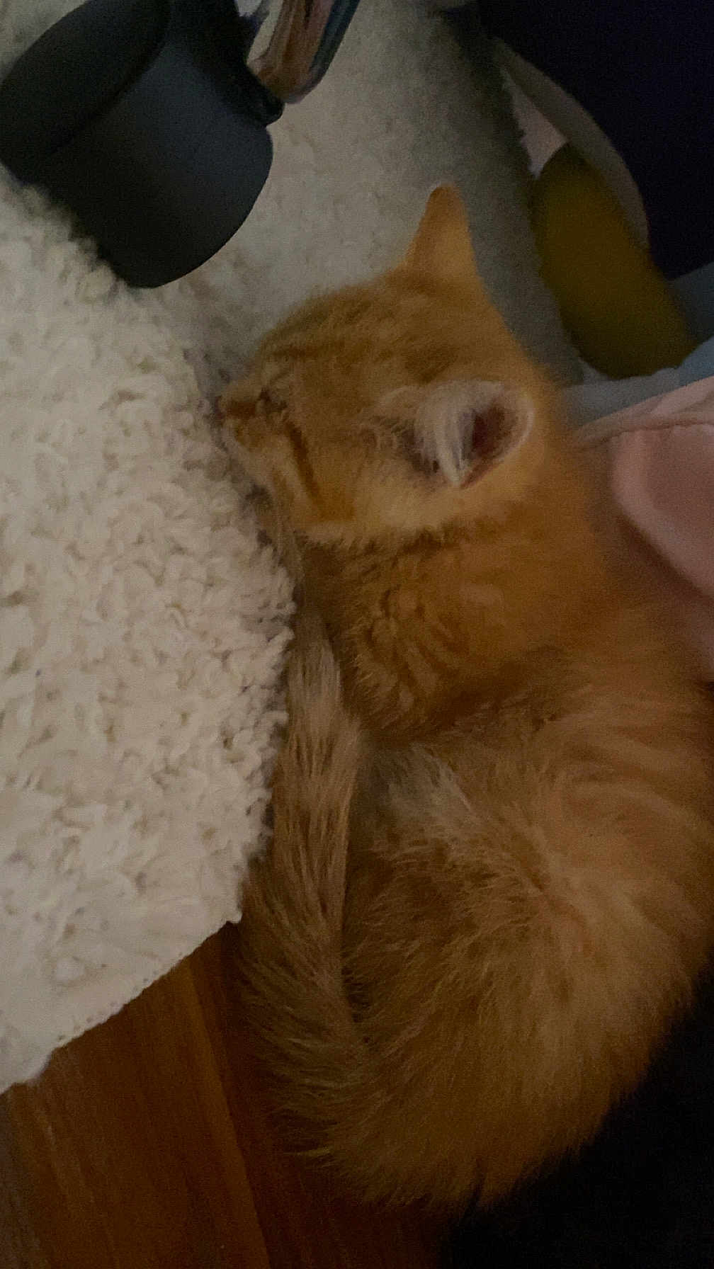 Clementine is registered to the contest to win money with this photo: animal, blanket, cat, cozy, curled_up, cute, domestic_cat, fluffy, fur, indoor, kitten, orange_cat, peaceful, pet, quiet, resting, sleeping, soft_texture, wooden_floor, young_cat
