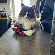 Unik a rejoint le concours — aidez-le/la à gagner de superbes lots ! backpack, black_and_white, cat, chair, coat, countertop, curious, domestic_animal, feline, fluffy, household, indoor, kitchen, pet, plastic_bag, relaxed, sitting, sunlight, table, window