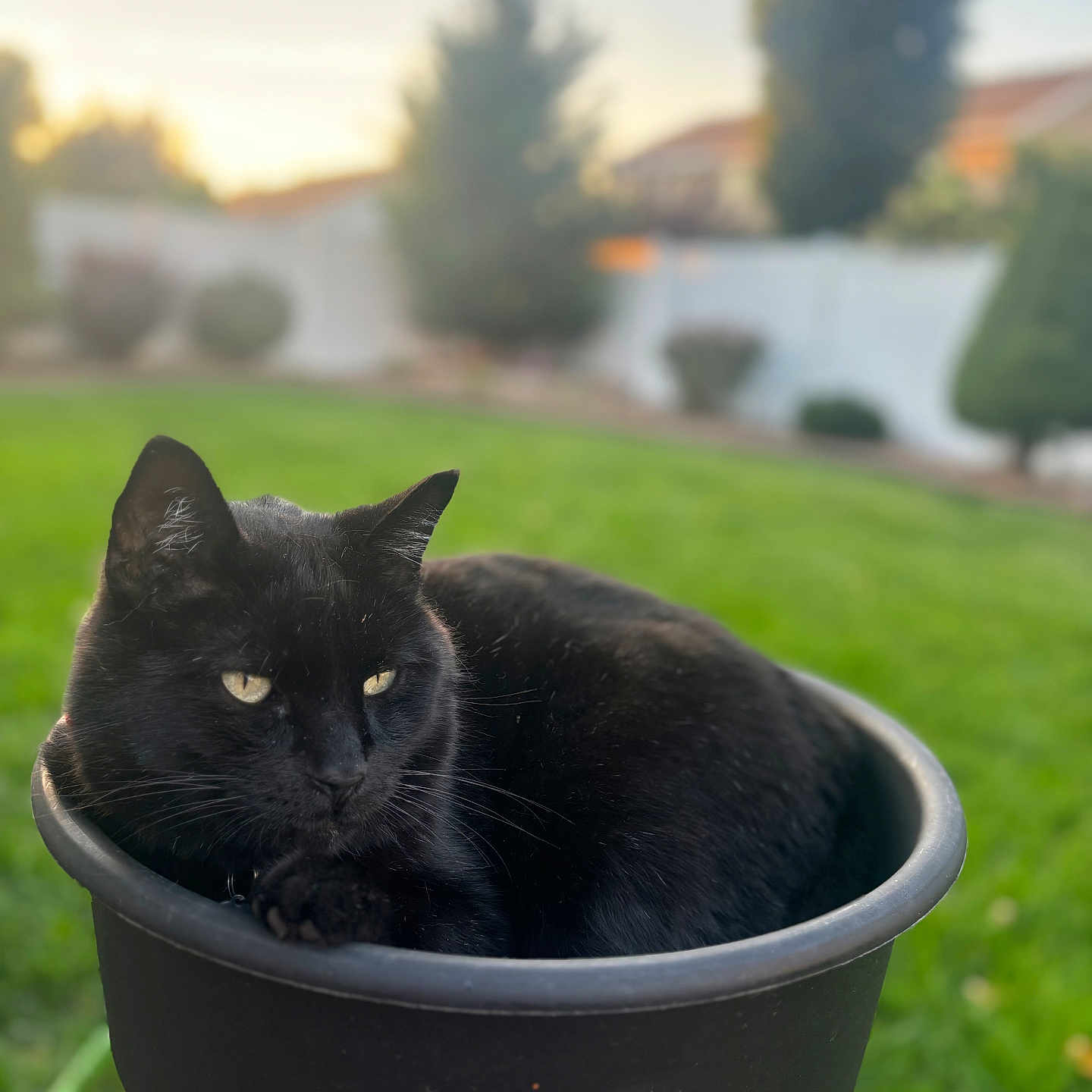Rat Cat