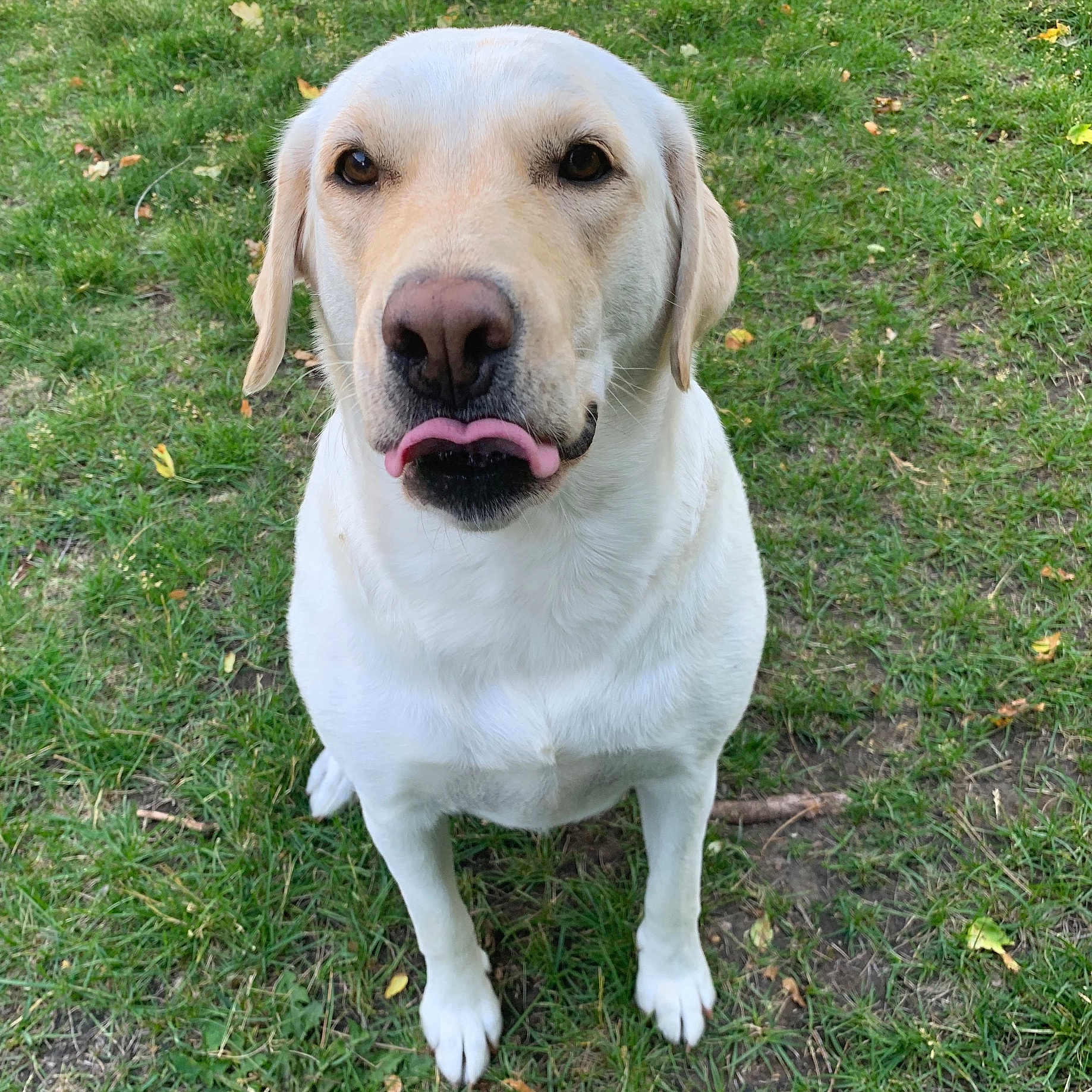 Maggie joined the competition — help win amazing prizes! animal, ball, bodypart, boxer, bulldog, canine, dog, goldenretriever, grass, hound, labradorretriever, lawn, mouth, person, pet, plant, puppy, sport, tongue, whitedog