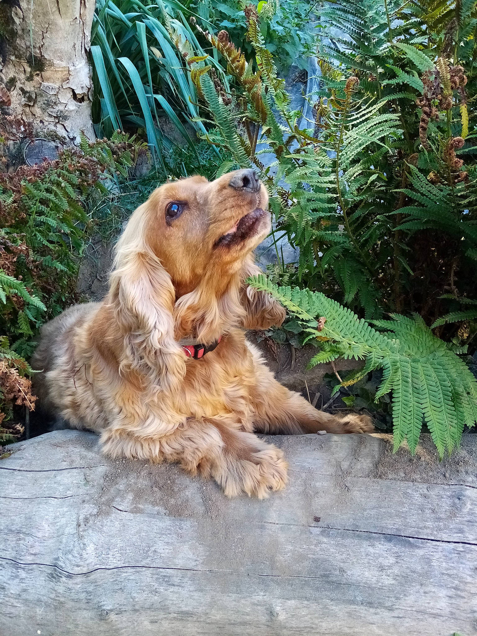 Bold participe au concours pour gagner de l'argent avec cette photo : carnivore, companion_dog, dog, dog_breed, fawn, fur, grass, plant, sporting_group, terrestrial_animal, terrestrial_plant, terrier, water_dog, wood, working_animal, working_terrier