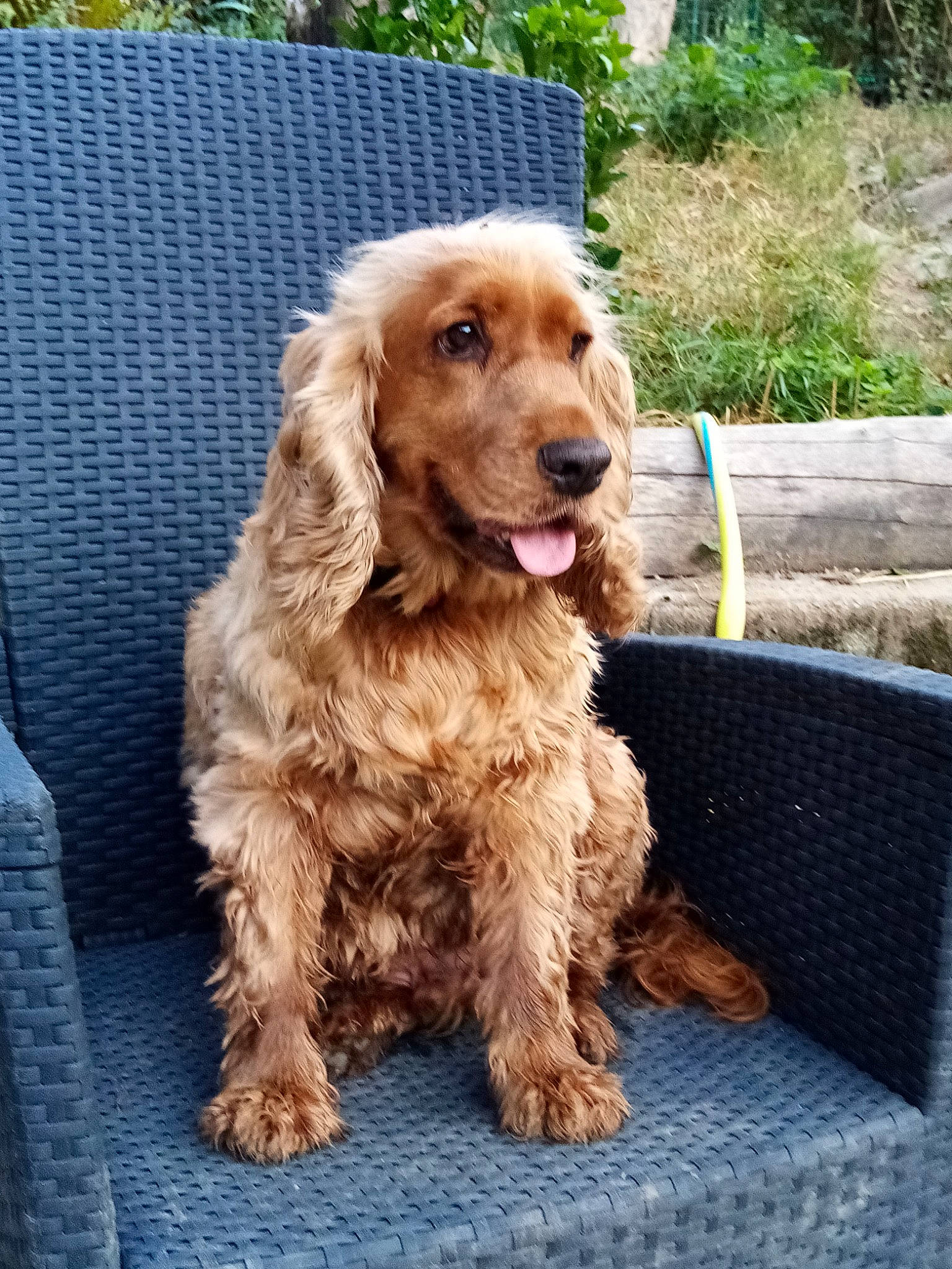 Bold participe au concours pour gagner de l'argent avec cette photo : canidae, carnivore, companion_dog, dog, dog_breed, dog_supply, fur, liver, plant, spaniel, sporting_group, tree, water_dog, working_animal