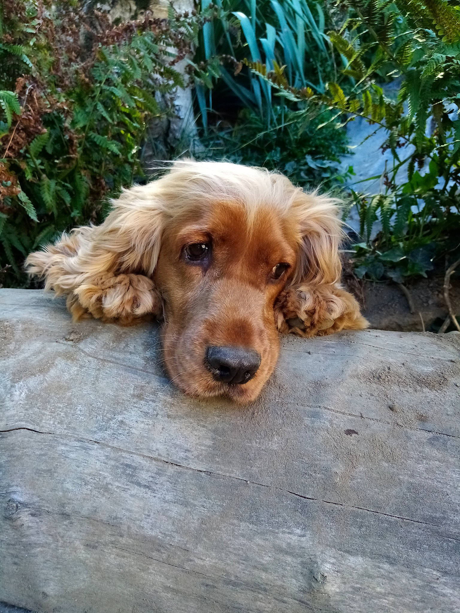 Bold a rejoint le concours — aidez-le/la à gagner de superbes lots ! carnivore, companion_dog, dog, dog_breed, fawn, gun_dog, liver, plant, retriever, spaniel, sporting_group, wood, working_animal