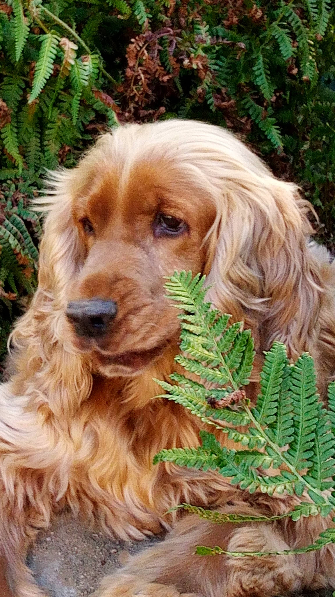 Bold a rejoint le concours — aidez-le/la à gagner de superbes lots ! canidae, carnivore, companion_dog, conifer, dog, dog_breed, fawn, fur, grass, gun_dog, liver, plant, snout, sporting_group, terrestrial_animal, tree, wood, working_animal