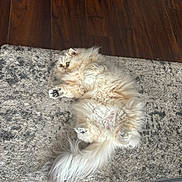 Fancy joined the competition — help win amazing prizes! animal, cat, cozy, curious, cute, domestic, floor, fluffy, fur, home, indoor, lying_down, paws, pet, relaxed, resting, rug, soft, tail, whiskers