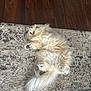 animal, cat, cozy, curious, cute, domestic, floor, fluffy, fur, home, indoor, lying_down, paws, pet, relaxed, resting, rug, soft, tail, whiskers
