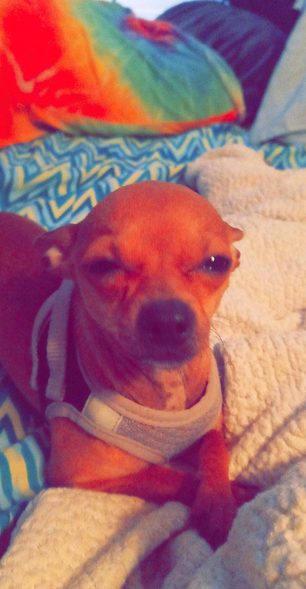 Scooter is registered to the contest to win money with this photo: canidae, carnivore, collar, companion_dog, dog, dog_breed, dog_clothes, dog_supply, ear, fawn, fur, orange, pet_supply, puppy_love, selfie, snout, sporting_group, toy_dog, whiskers, working_animal