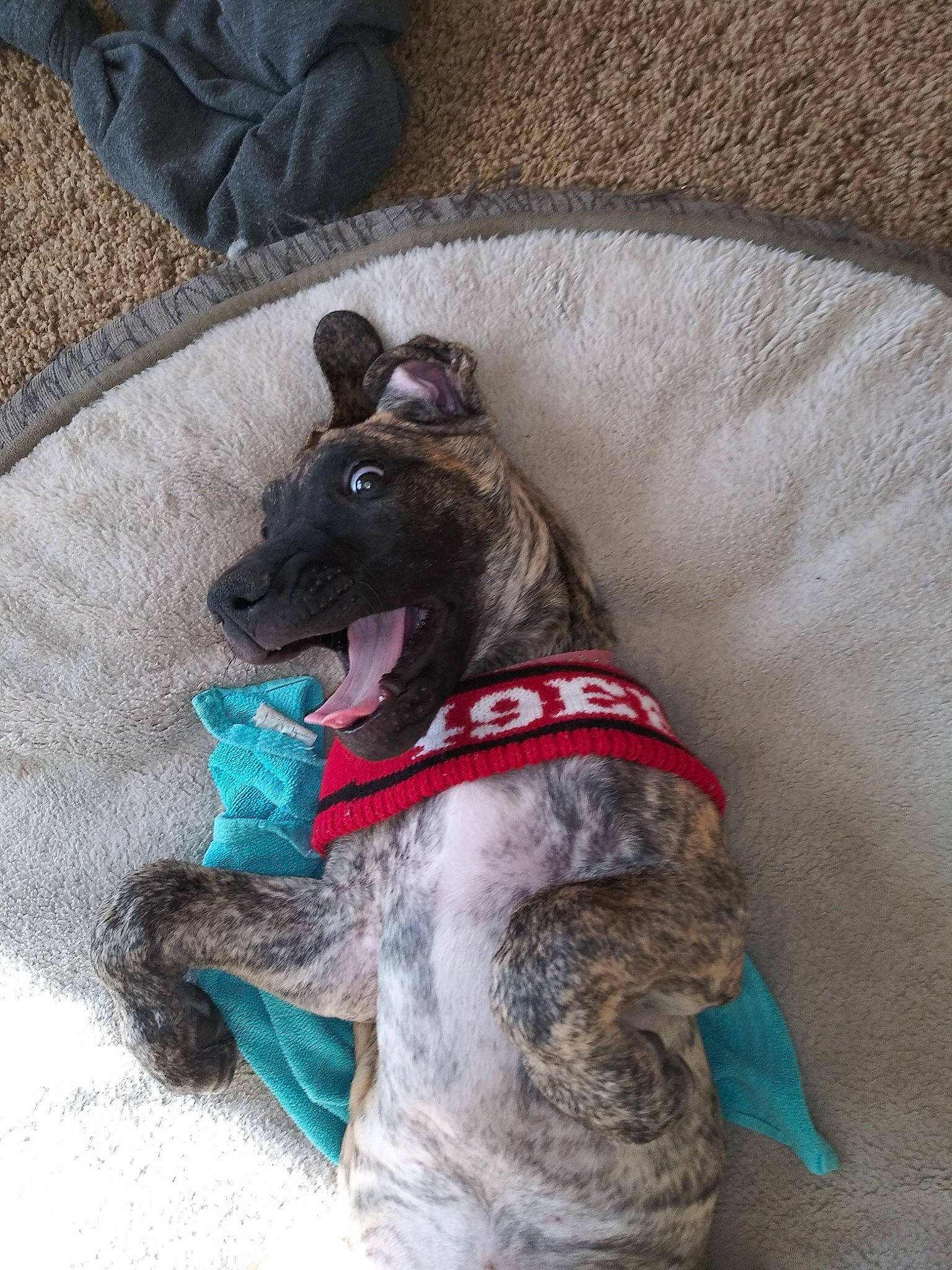 Tinkerbelle joined the competition — help win amazing prizes! carnivore, collar, companion_dog, dog, dog_breed, dog_collar, dog_supply, fashion_accessory, fawn, fur, grey, leash, liver, party_hat, pet_supply, rampur_greyhound, sporting_group, tail, whiskers, working_animal