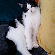 Kenzi a rejoint le concours — aidez-le/la à gagner de superbes lots ! animal, black_and_white, cat, comfortable, cozy, curious, cushion, cute, domestic_animal, feline, fur, indoor, laying, pet, pillow, portrait, relaxed, resting, soft, whiskers