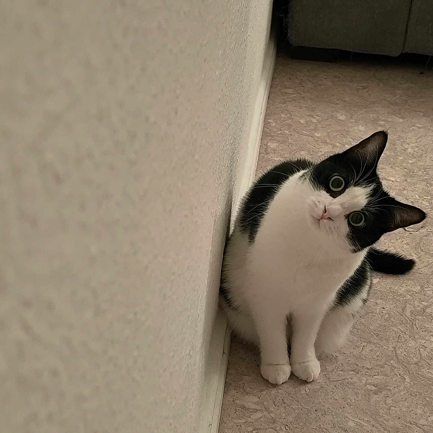 Kenzi a rejoint le concours — aidez-le/la à gagner de superbes lots ! animal, black_and_white, cat, cozy, curious, cute, domestic, ears, feline, floor, head_tilt, home, indoor, looking, pet, sitting, tail, texture, wall, whiskers