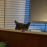 Oliver is registered to the contest to win money with this photo: cat, peeking, gray_cat, window_blinds, computer_monitor, desk, houseplant, indoor, eyes, ears, whiskers, curious, peekaboo, pet, furniture, living_room, closeup, sneaky, portrait, home_office