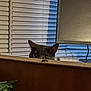 cat, peeking, gray_cat, window_blinds, computer_monitor, desk, houseplant, indoor, eyes, ears, whiskers, curious, peekaboo, pet, furniture, living_room, closeup, sneaky, portrait, home_office
