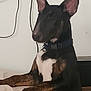 bull_terrier, dog, pet, indoor, animal, ears, black_and_white, collar, resting_paws, curious, cute, furniture, blanket, domestic_animal, canine, side_view, alert, companion, household, portrait
