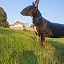 dog, bull_terrier, outdoor, grass, field, collar, sunlight, blue_sky, pet, animal, side_view, nature, canine, mammal, standing, fence, house, daytime, ears_up, shadow