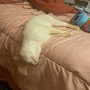 Cotton joined the competition — help win amazing prizes! animal, bed, cat, comfort, cozy, cute, domestic, fur, furniture, home, indoor, pet, pink_bedspread, relaxing, resting, sleep, sleeping, soft, stuffed_toy, white_cat