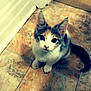 Meows is registered to the contest to win money with this photo: adorable, animal, cat, curious, cute, domestic, ears, feline, floor, fur, indoor, kitten, looking_up, pet, small, tail, tile_floor, whiskers, white_door, young