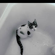 Meows joined the competition — help win amazing prizes! animal, bathtub, black_and_white, cat, clean, curious, cute, domestic, feline, fur, indoor, kitten, looking_up, pet, quiet, sitting, small, tail, white, young