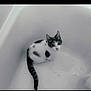 animal, bathtub, black_and_white, cat, clean, curious, cute, domestic, feline, fur, indoor, kitten, looking_up, pet, quiet, sitting, small, tail, white, young