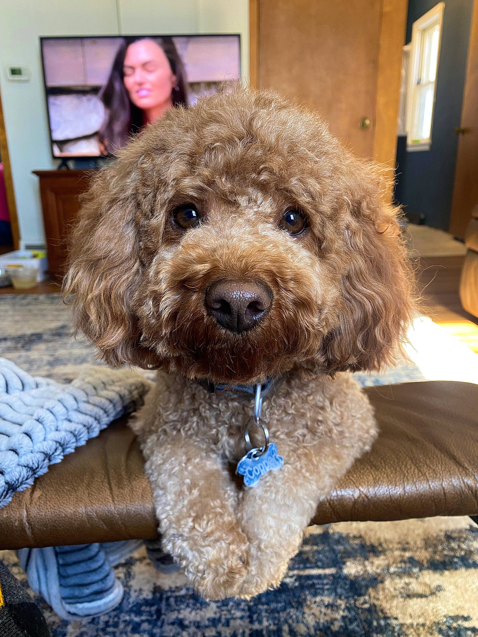 Copper joined the competition — help win amazing prizes! blue, canidae, carnivore, companion_dog, dog, dog_breed, dog_collar, fawn, fur, labradoodle, liver, maltepoo, picture_frame, poodle, smile, snout, sporting_group, terrier, toy_dog, water_dog