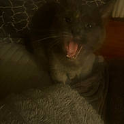 Lulu joined the competition — help win amazing prizes! cat, animal, pet, indoor, blanket, furniture, yawning, dark, cozy, fur, whiskers, mouth_open, sleepy, resting, home, texture, soft, pattern, fabric, cute