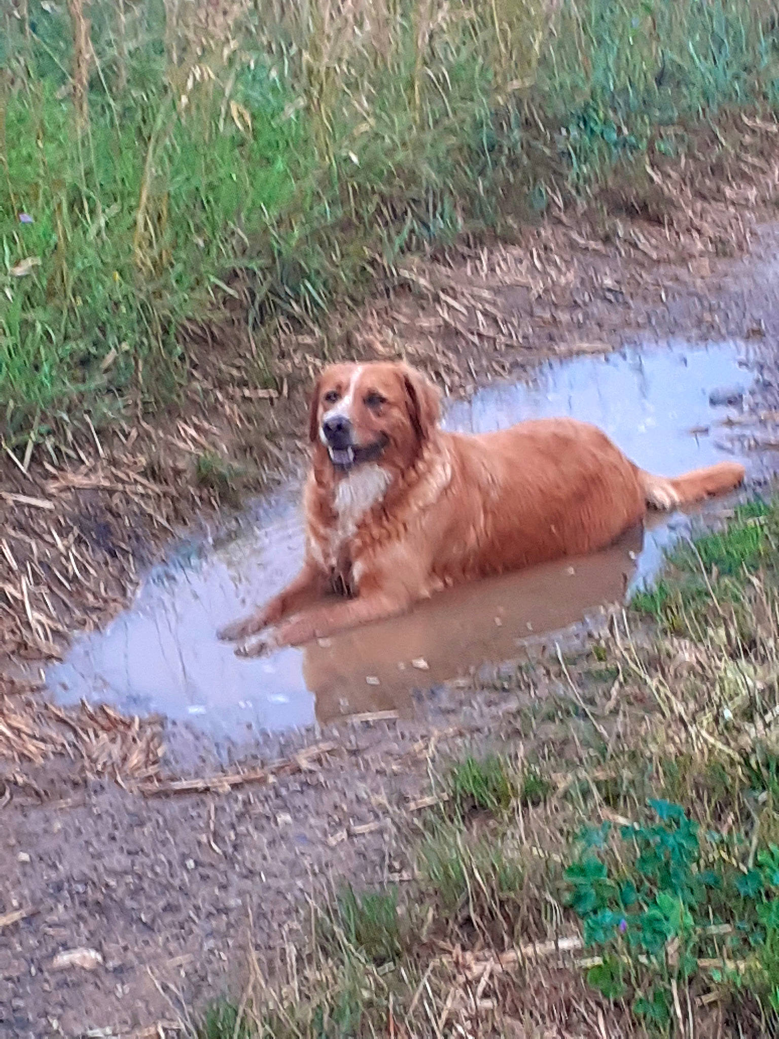 Paillette participe au concours pour gagner de l'argent avec cette photo : bog, canidae, carnivore, companion_dog, dog, dog_breed, fawn, grass, gun_dog, landscape, liver, plant, soil, sporting_group, tail, terrestrial_animal, water, wildlife, working_animal, working_dog