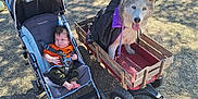 Brandon joined the competition — help win amazing prizes! baby, stroller, dog, husky, wagon, pumpkins, autumn, cape, cape_costume, outdoor, child, pet, animal, grass, tree, sunlight, person, bench, shoes, festival