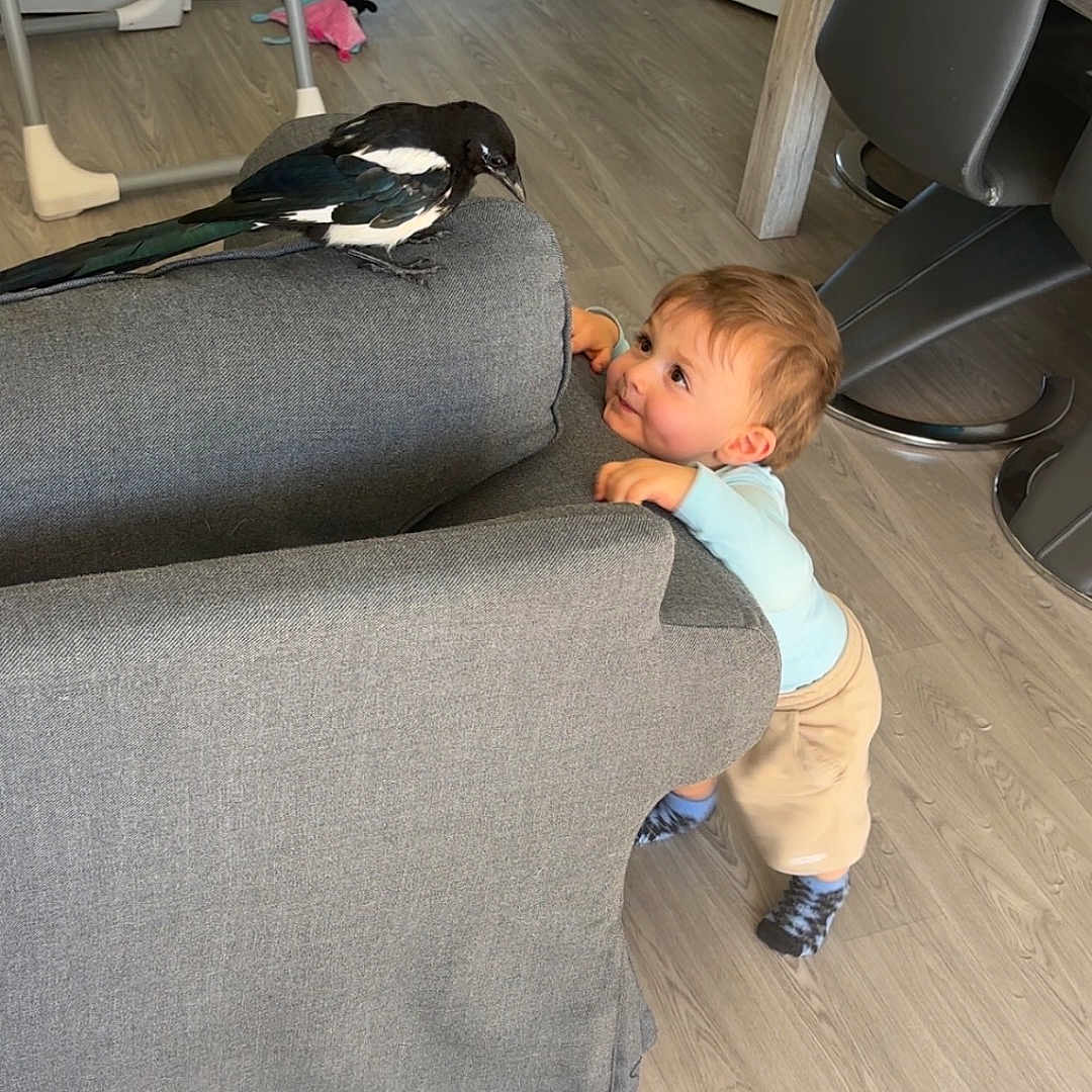 Logan Nonotte a rejoint le concours — aidez-le/la à gagner de superbes lots ! animal, baby, bird, child, clothing, couch, curious, flooring, furniture, gray_fabric, high_chair, home, indoor, interaction, living_room, looking, magpie, socks, toddler, wood_floor