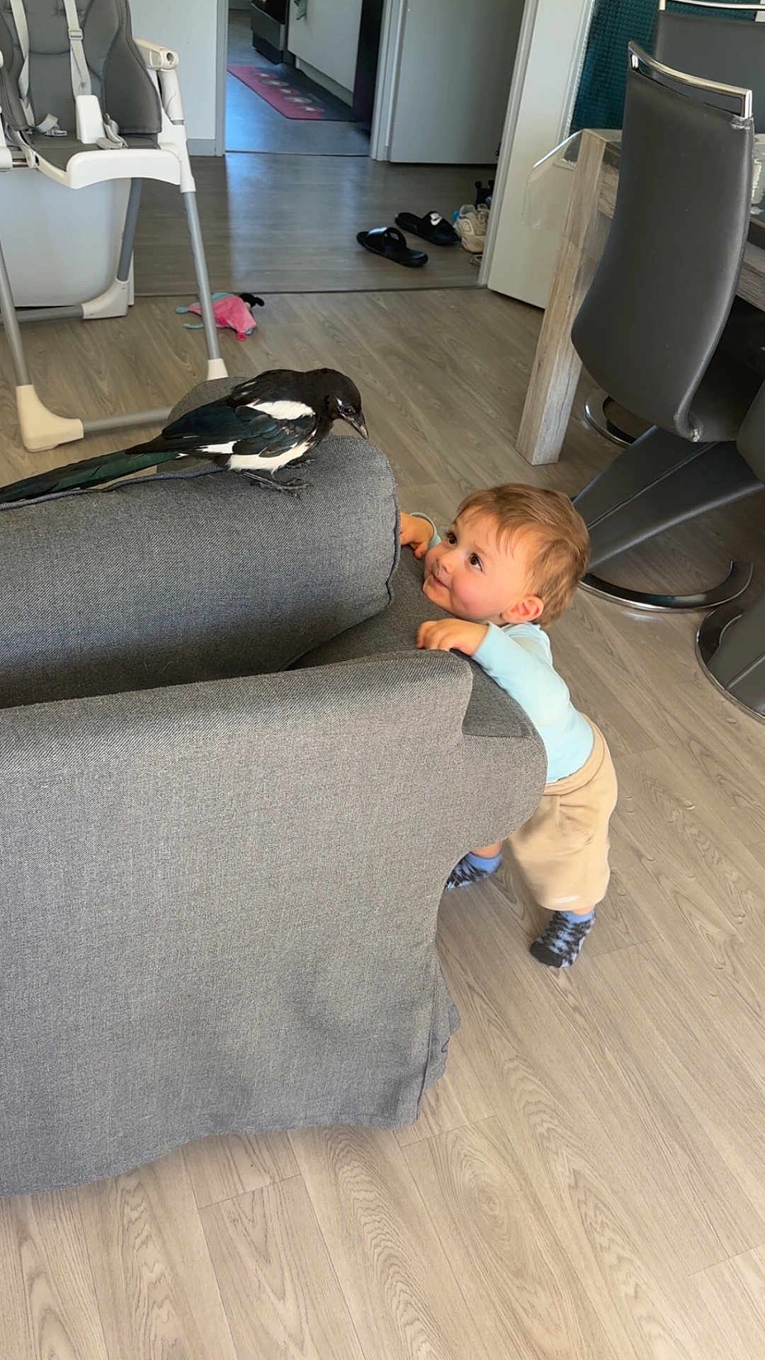 Logan Nonotte a rejoint le concours — aidez-le/la à gagner de superbes lots ! toddler, child, bird, magpie, couch, gray_fabric, flooring, wood_floor, high_chair, indoor, curious, furniture, living_room, socks, clothing, baby, looking, interaction, animal, home
