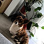 Sparky participe au concours pour gagner de l'argent avec cette photo : dog, pet, indoor, tile_floor, houseplant, greenery, potted_plant, curtains, cozy, home_interior, wooden_furniture, radiator, natural_light, brown_dog, white_fur, sitting, looking_up, ears_up, floor, decor