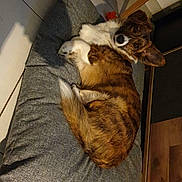 Sparky participe au concours pour gagner de l'argent avec cette photo : dog, brown, white, cushion, indoor, tile_floor, wooden_furniture, pet, curled_up, looking, cozy, shadow, floor, resting, canine, animal, fur, comfortable, home, domestic