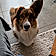 Sparky