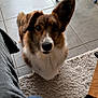 Sparky participe au concours pour gagner de l'argent avec cette photo : dog, pet, indoor, carpet, tile_floor, curious, ears, brown_fur, white_fur, furniture, drying_rack, couch, human_leg, jeans, home, floor, attention, waiting, cute, animal