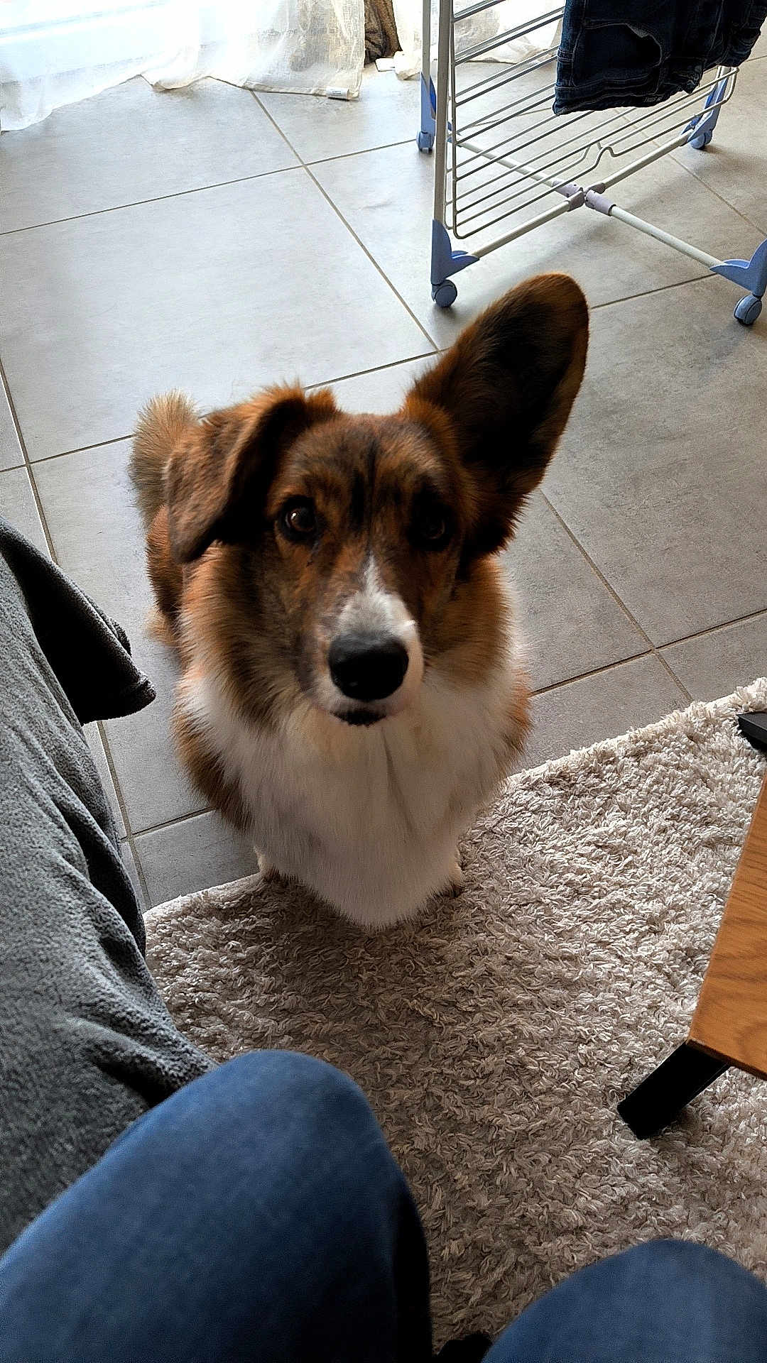 Sparky participe au concours pour gagner de l'argent avec cette photo : dog, pet, indoor, carpet, tile_floor, curious, ears, brown_fur, white_fur, furniture, drying_rack, couch, human_leg, jeans, home, floor, attention, waiting, cute, animal