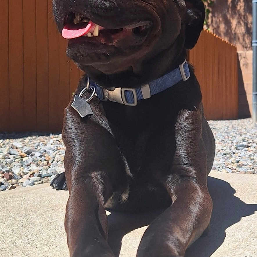 Stella is registered to the contest to win money with this photo: animal, backyard, black_dog, blue_sky, canine, collar, concrete, daytime, dog, fence, happy, nature, outdoor, paw, pet, relaxed, shadow, sunny, tongue_out, tree