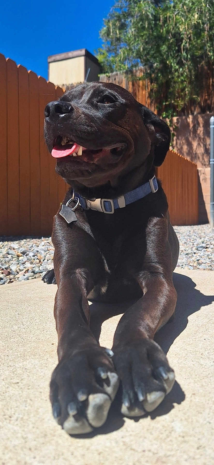 Stella is registered to the contest to win money with this photo: dog, black_dog, outdoor, sunny, tongue_out, relaxed, concrete, fence, collar, pet, happy, daytime, canine, animal, nature, paw, shadow, blue_sky, tree, backyard