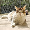 cat, fluffy, lounging, balcony, sunlight, concrete_floor, greenery, perforated_metal, pet, feline, relaxed, long_hair, whiskers, ears, tail, close_up, outdoor, domestic_animal, animal_portrait, resting
