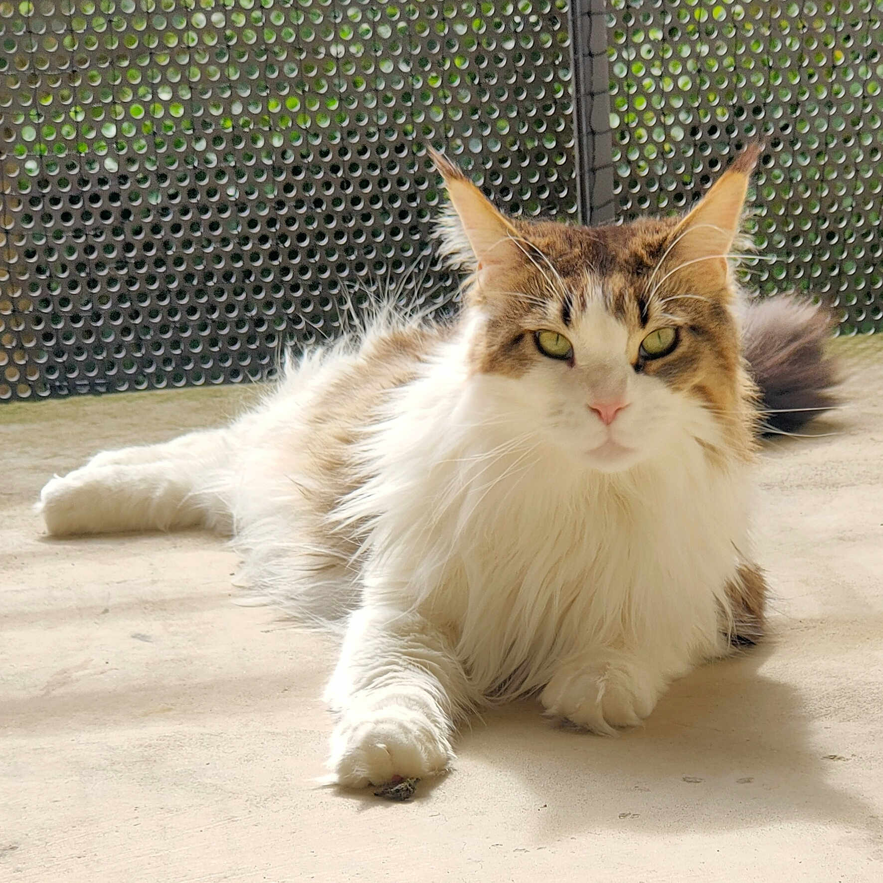 Saphira a rejoint le concours — aidez-le/la à gagner de superbes lots ! cat, fluffy, lounging, balcony, sunlight, concrete_floor, greenery, perforated_metal, pet, feline, relaxed, long_hair, whiskers, ears, tail, close_up, outdoor, domestic_animal, animal_portrait, resting