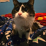 Oreo is registered to the contest to win money with this photo: animal, bedspread, bell, black_and_white, blue_wall, cat, close_up, collar, curious, cute, domestic, eyes, feline, fur, indoor, pet, pink_nose, portrait, whiskers