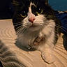 Oreo is registered to the contest to win money with this photo: animal, bed, bell, black_and_white, cat, close_up, collar, curious, cute, eyes, feline, indoor, lying_down, mammal, pet, pink_nose, portrait, tag, texture, whiskers