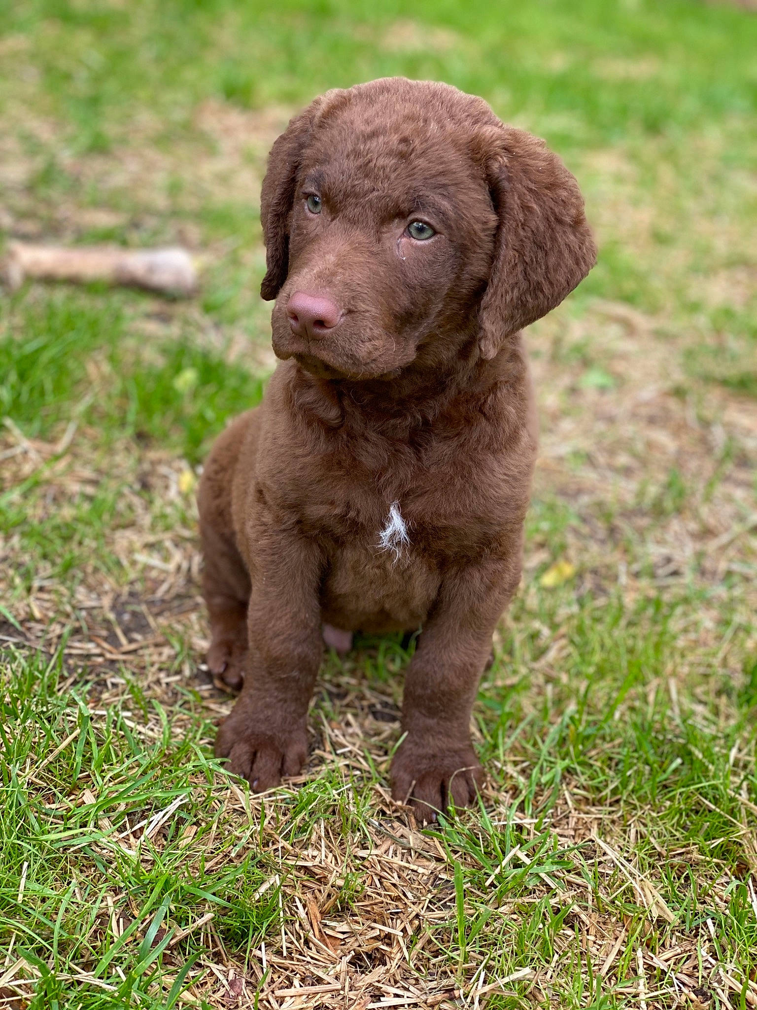 Gunner is registered to the contest to win money with this photo: canidae, carnivore, chesapeake_bay_retriever, dog, dog_breed, hunting_dog, liver, mammal, murray_river_curly_coated_retriever, puppy, retriever, spaniel, sporting_group, vertebrate
