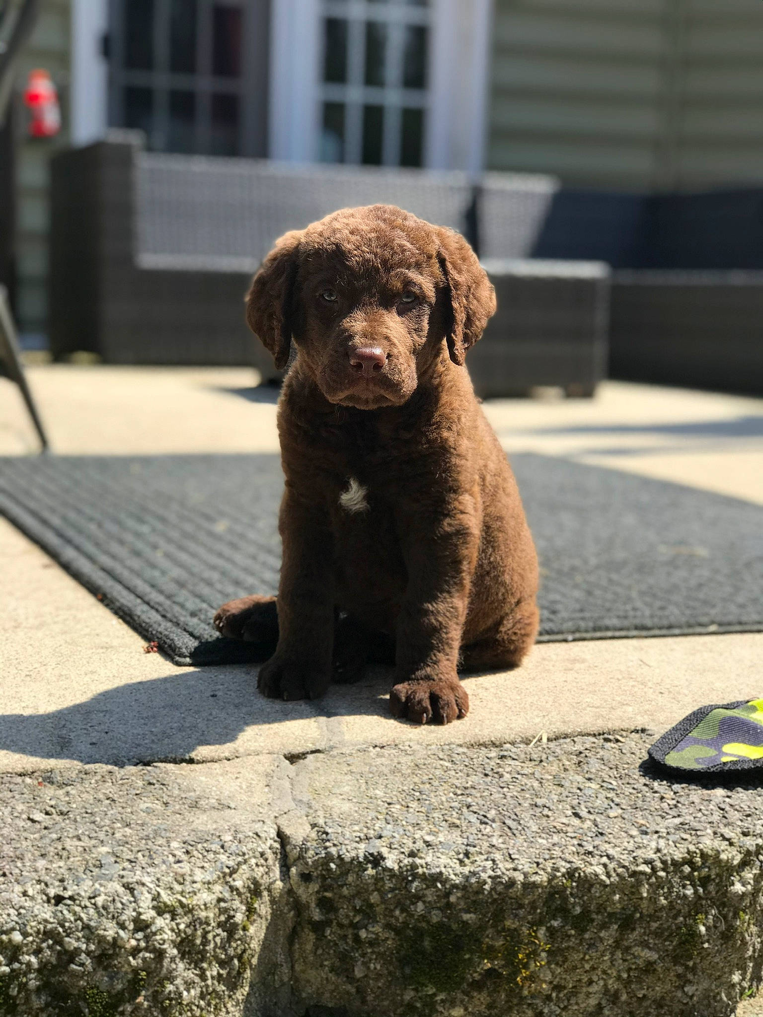 Gunner joined the competition — help win amazing prizes! barbet, canidae, carnivore, cockapoo, companion_dog, dog, dog_breed, goldendoodle, labradoodle, mammal, miniature_poodle, non_sporting_group, puppy, retriever, snout, spanish_water_dog, sporting_group, toy_poodle, vertebrate, water_dog