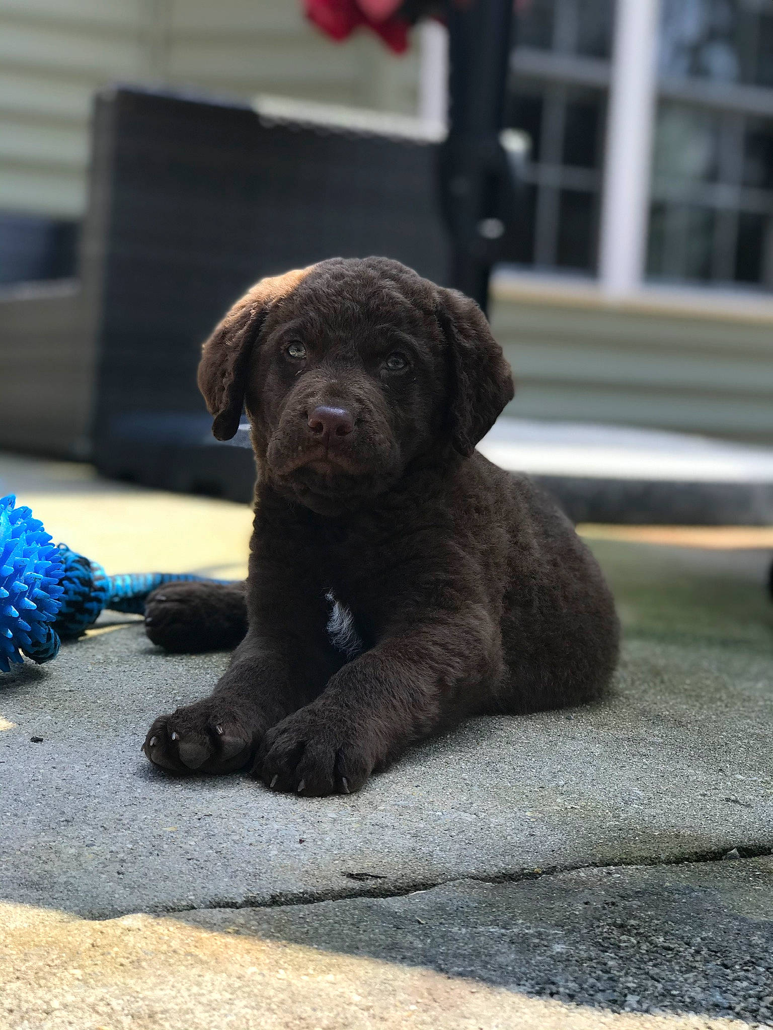 Gunner is registered to the contest to win money with this photo: canidae, carnivore, companion_dog, dog, dog_breed, fawn, labradoodle, labrador_retriever, liver, mammal, puppy, retriever, snout, spanish_water_dog, sporting_group, vertebrate