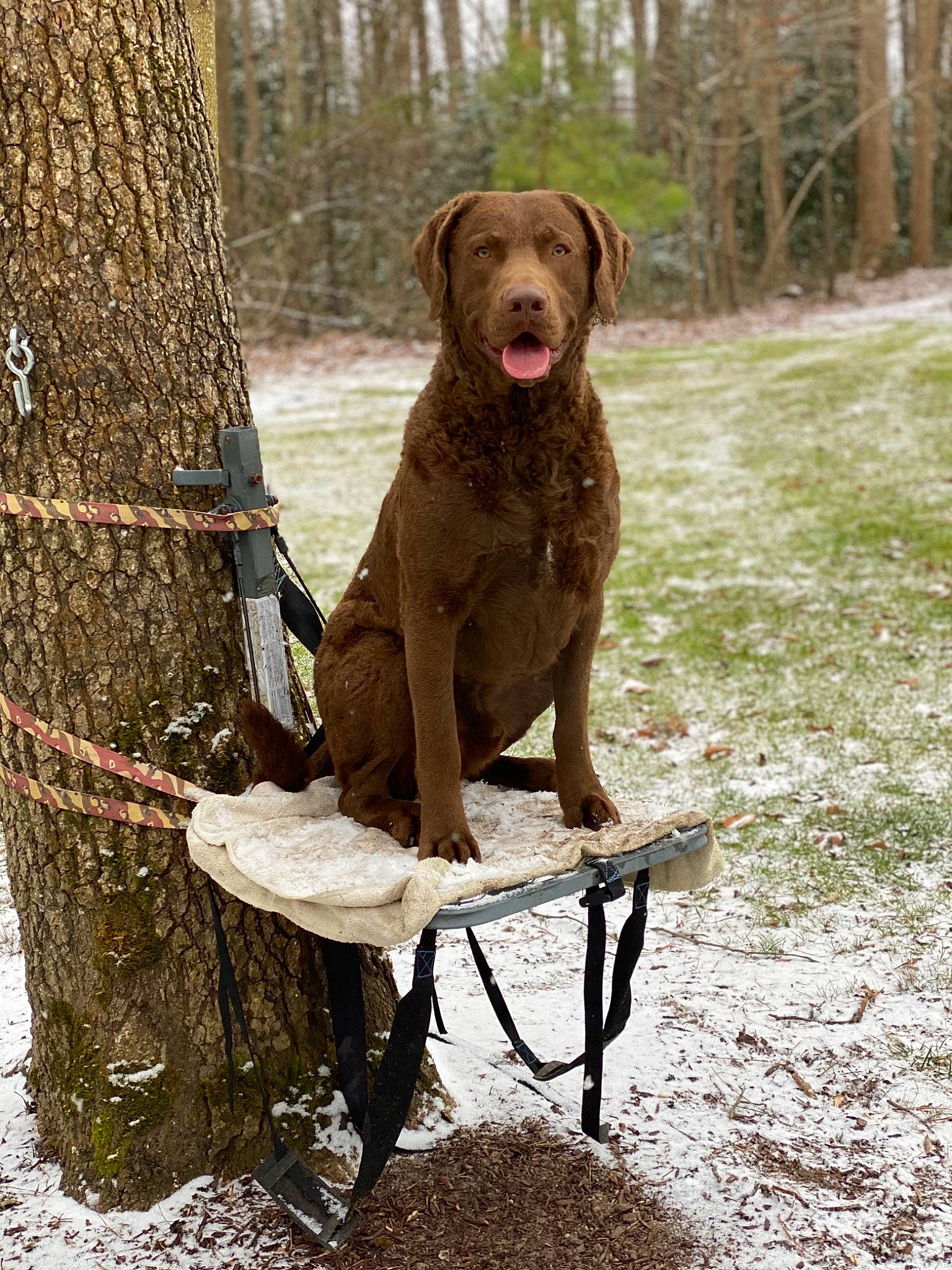 Gunner joined the competition — help win amazing prizes! canidae, carnivore, companion_dog, dog, dog_breed, fawn, gun_dog, liver, plant, retriever, snout, snow, sporting_group, tail, tree, trunk, twig, winter, wood, working_animal
