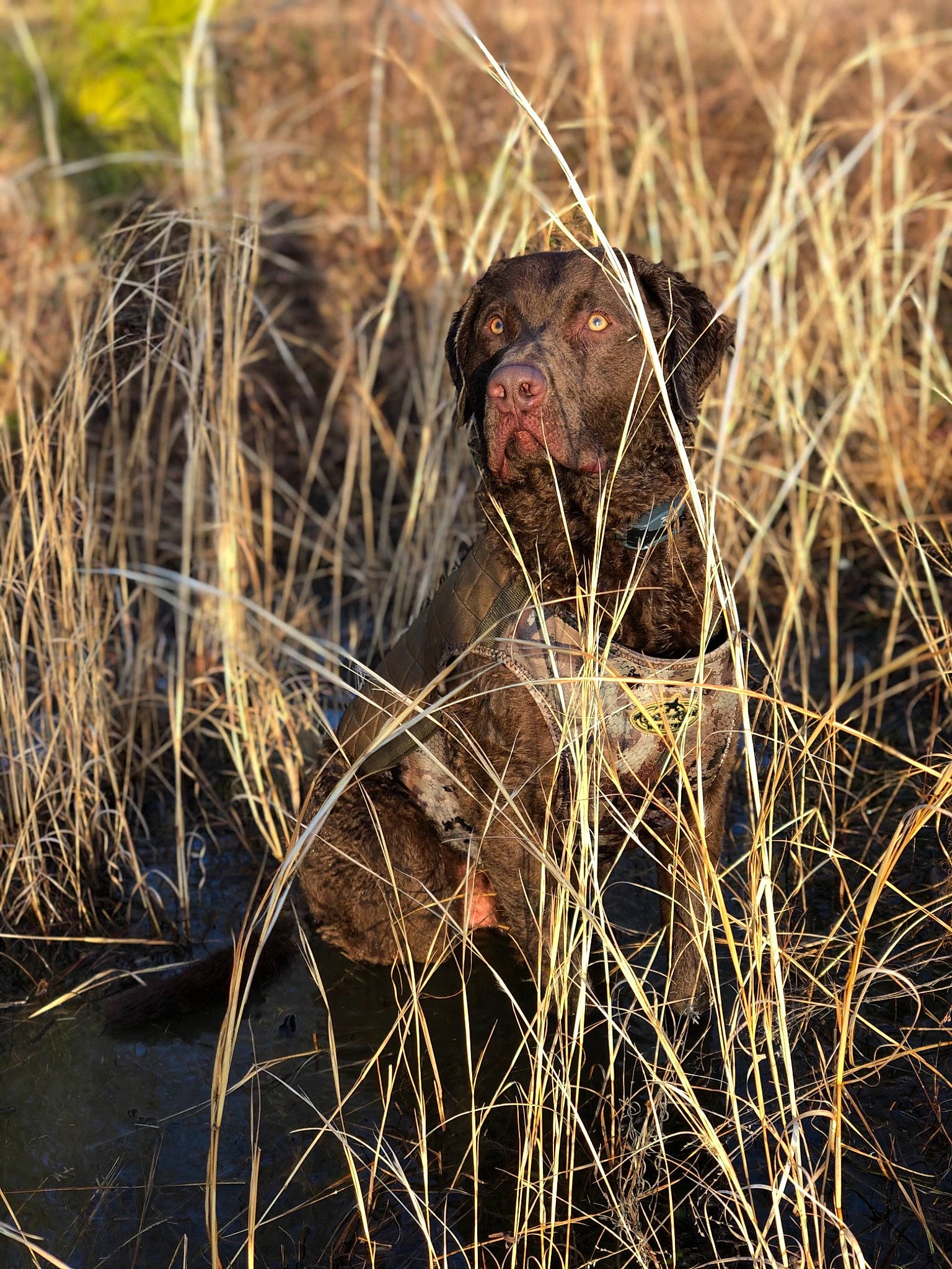 Gunner joined the competition — help win amazing prizes! adaptation, agriculture, beak, beard, eye, facial_hair, feather, grass, grass_family, grassland, happy, hat, mammal, natural_environment, people_in_nature, soil, terrestrial_animal, vertebrate, wildlife, wood