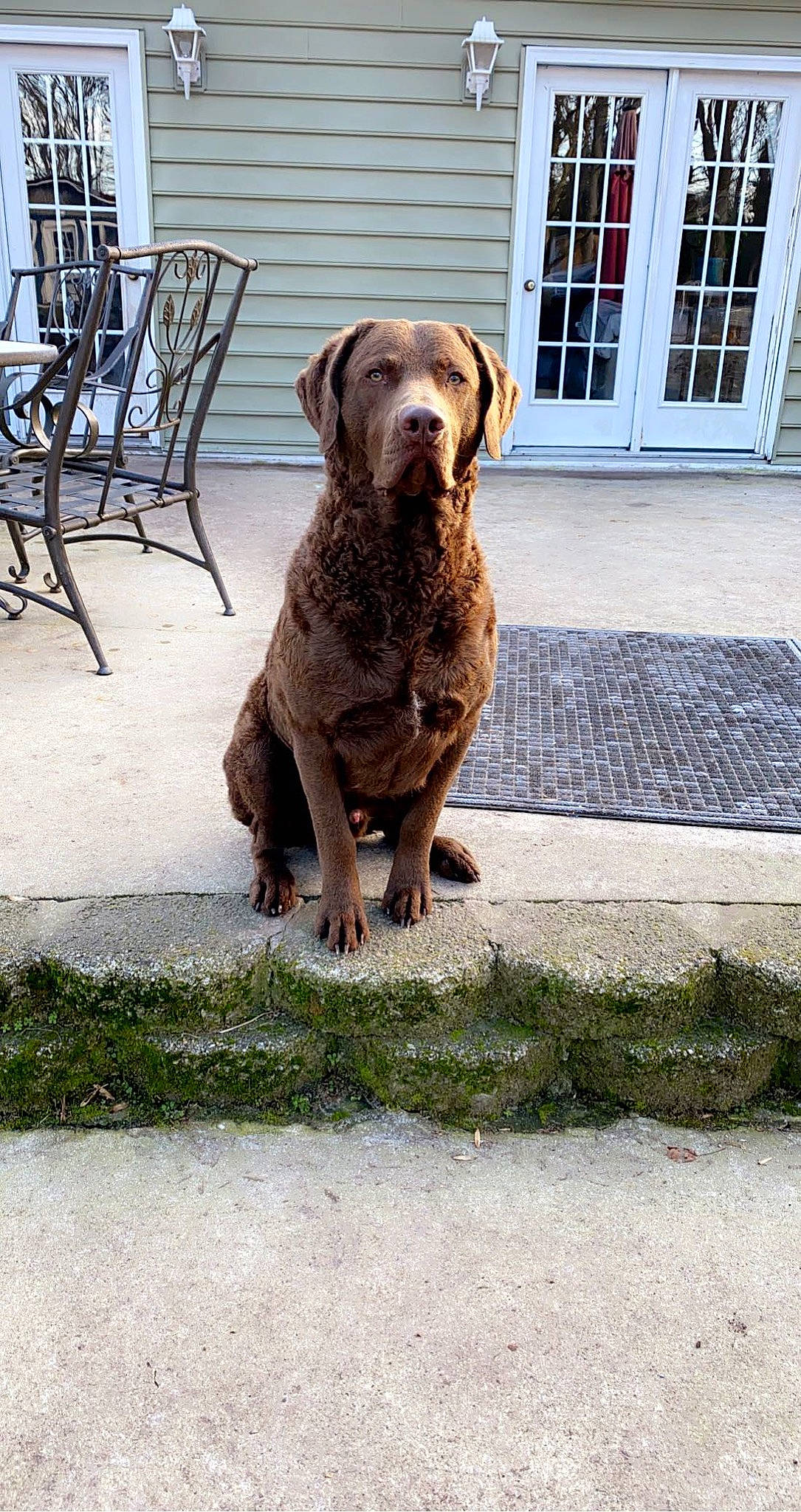 Gunner joined the competition — help win amazing prizes! carnivore, chair, companion_dog, dog, dog_breed, door, fawn, flooring, grass, gun_dog, liver, retriever, road_surface, snout, sporting_group, tail, terrestrial_animal, window, wood, working_animal